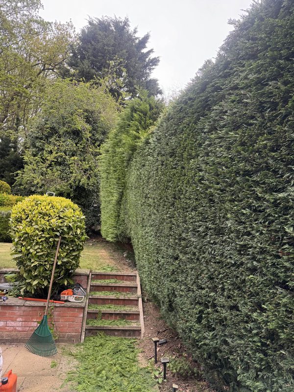 Hedge trimming and clearance in Norwich